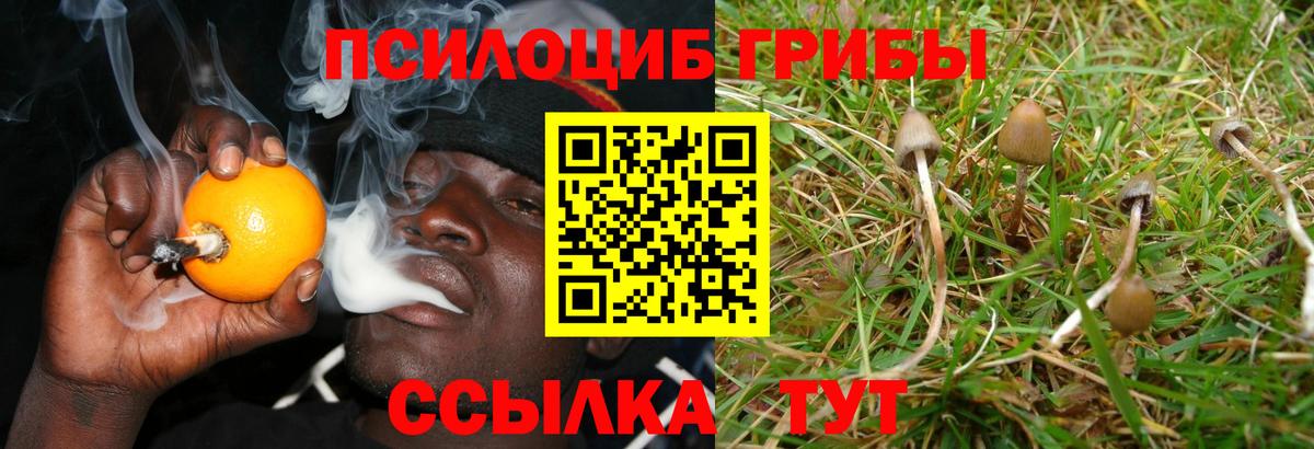 Псилоцибиновые грибы Psilocybe Учалы